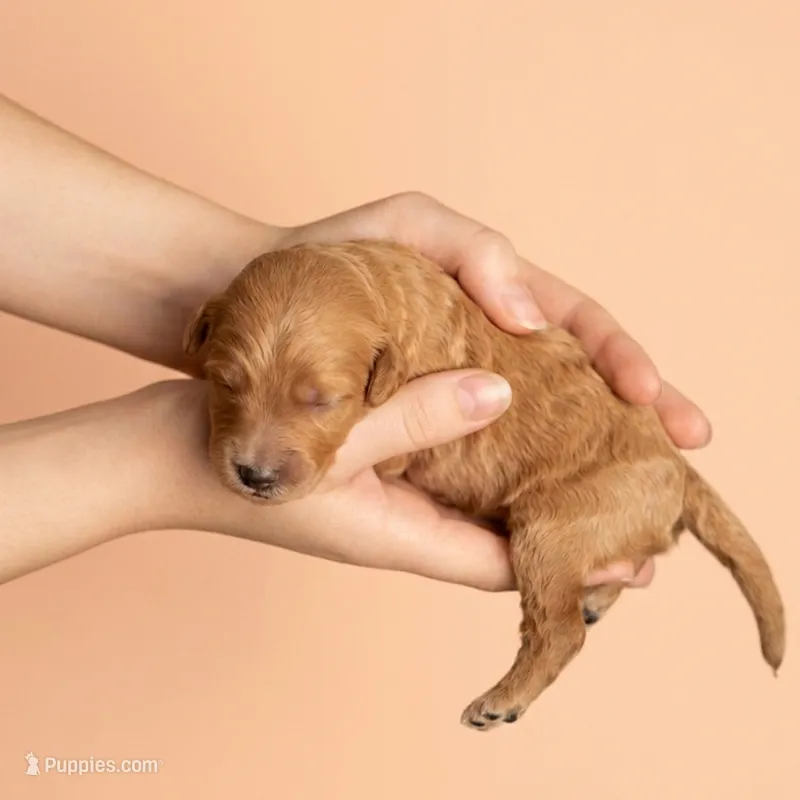 Steven Strange – Miniature Goldendoodle puppy for sale in Milton, FL