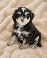 Honeybee, a female Bernedoodle and Australian Labradoodle for sale in Milton, FL – 3 of 7