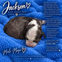 Jackson, a  Miniature Bernedoodle for sale in Milton, FL – 1 of 6