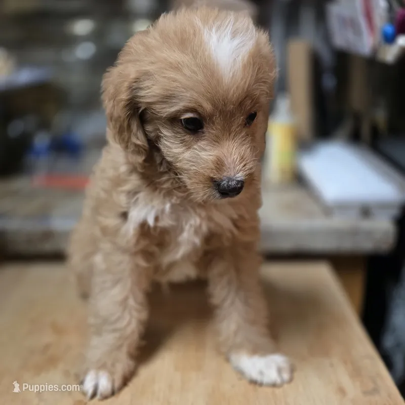 George – Miniature Bernedoodle puppy for sale in Milton, FL