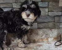 Honeybee, a female Bernedoodle and Australian Labradoodle for sale in Milton, FL – 6 of 7
