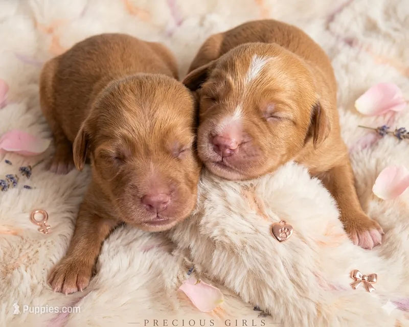Karis Girl 2 – Miniature Goldendoodle puppy for sale in Milton, FL