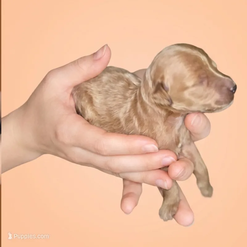 Floyd Lawton – Miniature Goldendoodle puppy for sale in Milton, FL