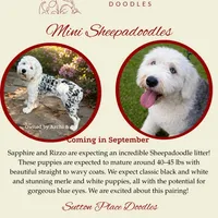 Sapphire's&Rizzo's F1b Reverse, a  Sheepadoodle for sale in Milton, FL – 2 of 2