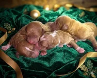 Karis Boy 4, a male Miniature Goldendoodle for sale in Milton, FL – 1 of 1