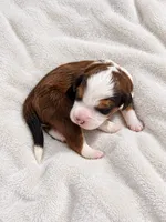 Cairo, a  Miniature Bernedoodle for sale in Milton, FL – 2 of 3