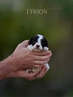 Tyrion, a male Australian Labradoodle for sale in Milton, FL – 2 of 4
