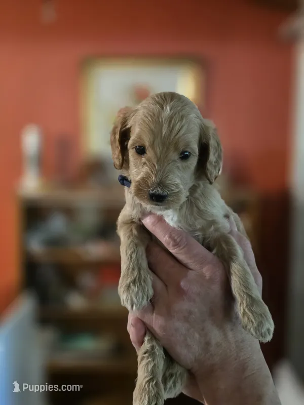 Barry Allen – Miniature Goldendoodle puppy for sale in Milton, FL