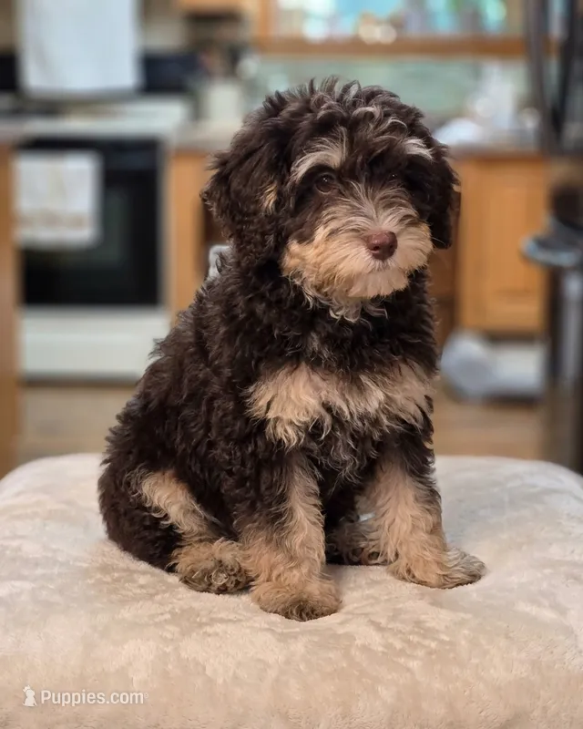 Honeybee – Bernedoodle, Australian Labradoodle puppy for sale in Milton, FL