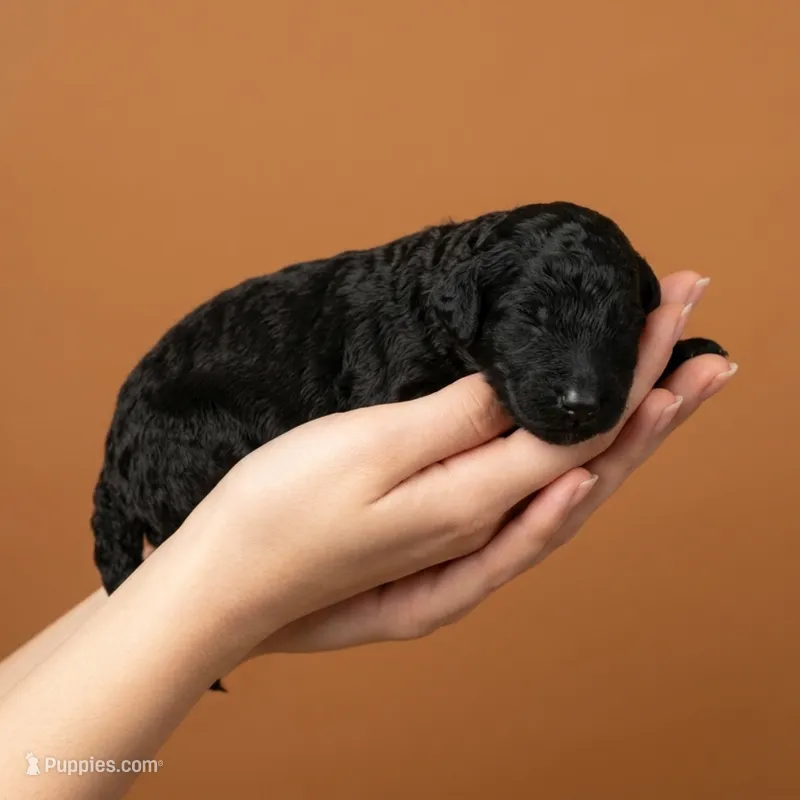 T'Challa – Miniature Goldendoodle puppy for sale in Milton, FL