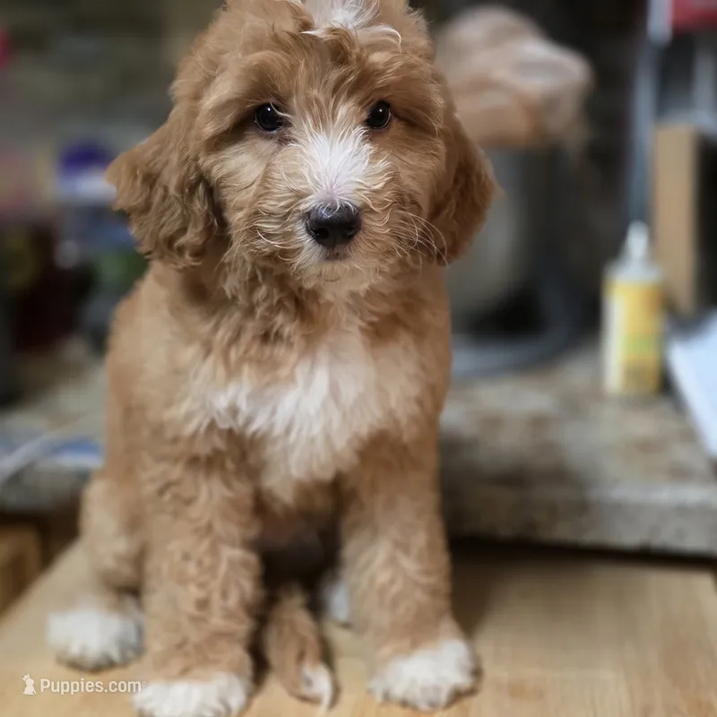 Fred – Miniature Bernedoodle puppy for sale in Milton, FL