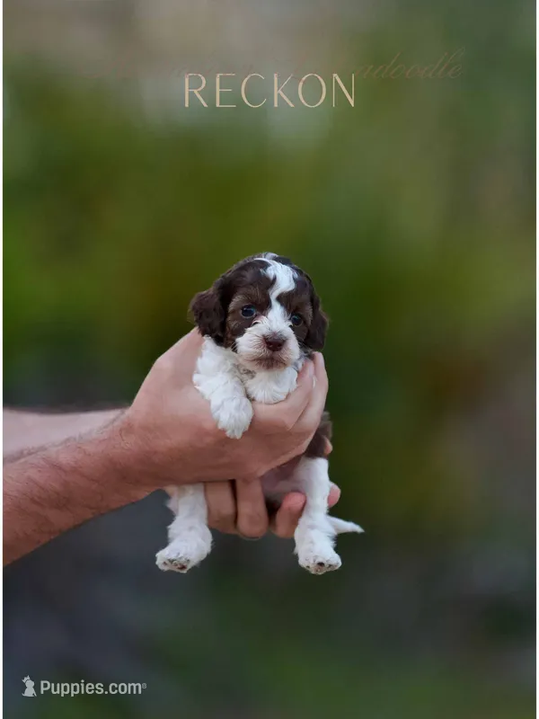 Rickon – Australian Labradoodle puppy for sale in Milton, FL