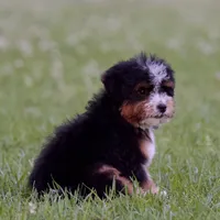 Turtle, a female Miniature Bernedoodle for sale in Milton, FL – 2 of 2