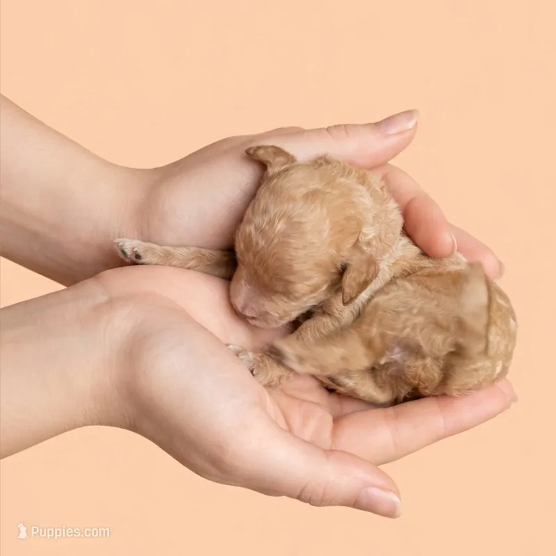 Harley Quinn – Miniature Goldendoodle puppy for sale in Milton, FL
