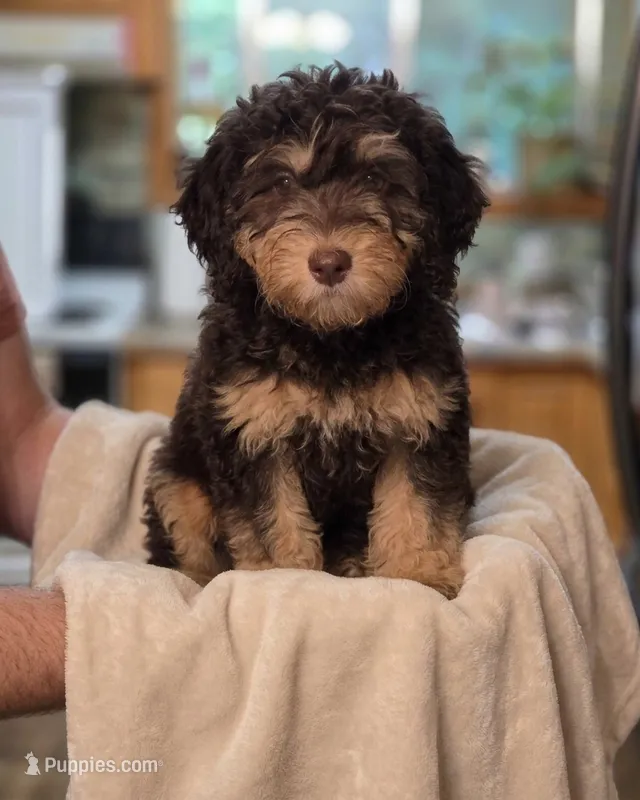 Otter – Bernedoodle, Australian Labradoodle puppy for sale in Milton, FL