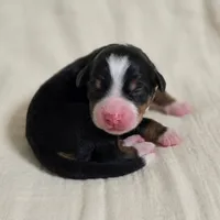 Dolly, a  Miniature Bernedoodle for sale in Milton, FL – 2 of 4