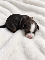 Dakota, a  Miniature Bernedoodle for sale in Milton, FL – 4 of 4