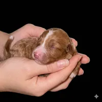 Darcy, a male Miniature Goldendoodle for sale in Milton, FL – 1 of 1