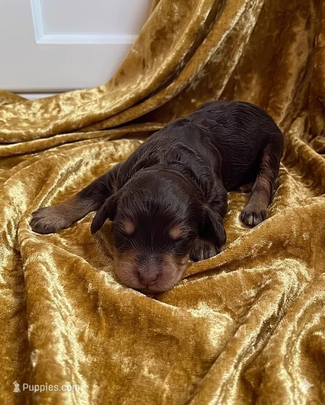 Fox – Bernedoodle, Australian Labradoodle puppy for sale in Milton, FL