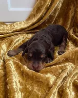 Fox, a female Bernedoodle and Australian Labradoodle for sale in Milton, FL – 1 of 1