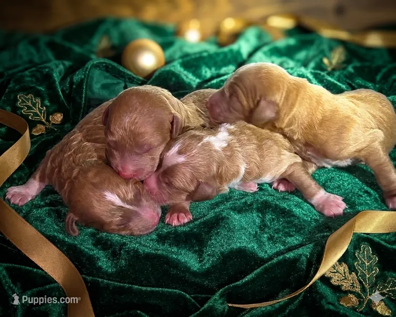 Karis Boy 2 – Miniature Goldendoodle puppy for sale in Milton, FL