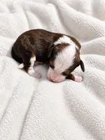 Denver, a  Miniature Bernedoodle for sale in Milton, FL – 4 of 5
