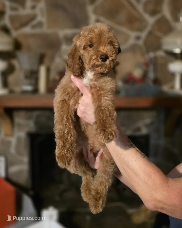 Bennet – Miniature Goldendoodle puppy for sale in Milton, FL