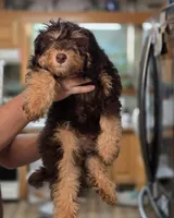 Otter, a male Bernedoodle and Australian Labradoodle for sale in Milton, FL – 3 of 4
