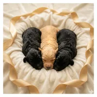 Freya Tiny Black Girl, a female Miniature Goldendoodle for sale in Milton, FL – 1 of 1