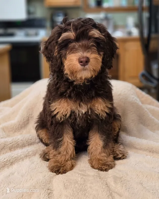 Fox – Bernedoodle, Australian Labradoodle puppy for sale in Milton, FL