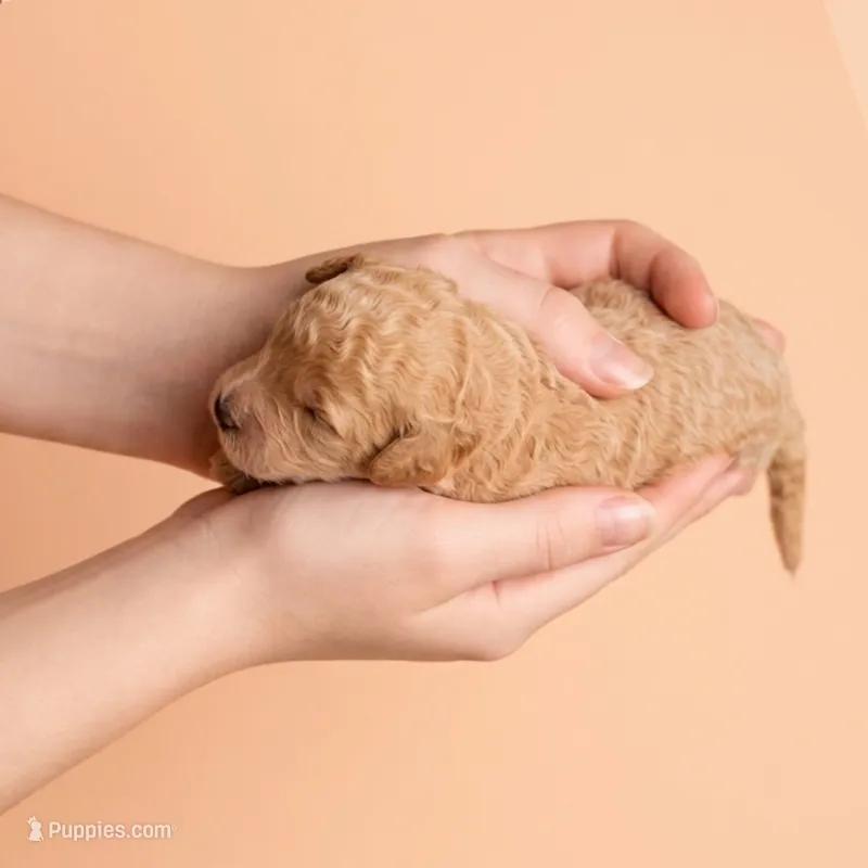 Arthur Curry – Miniature Goldendoodle puppy for sale in Milton, FL