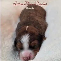 Phoenix, a  Miniature Bernedoodle for sale in Milton, FL – 2 of 5
