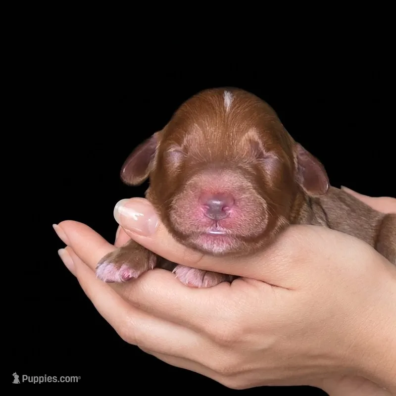 Lady Catharine – Miniature Goldendoodle puppy for sale in Milton, FL