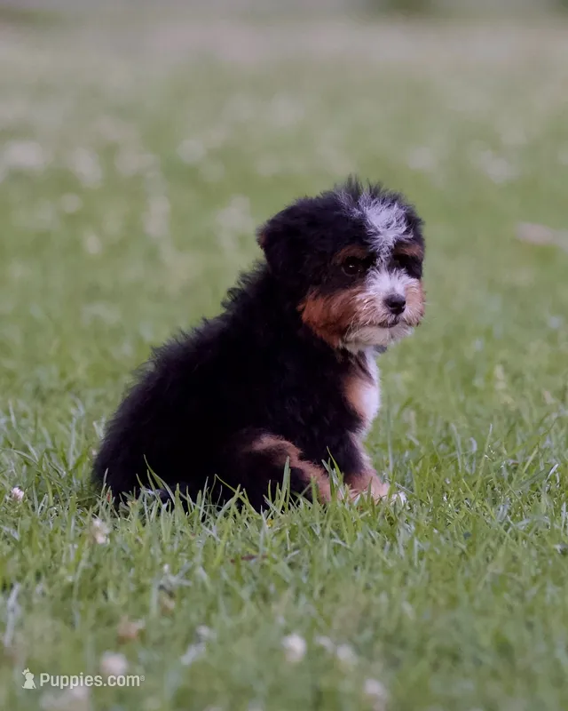 Turtle – Miniature Bernedoodle puppy for sale in Milton, FL
