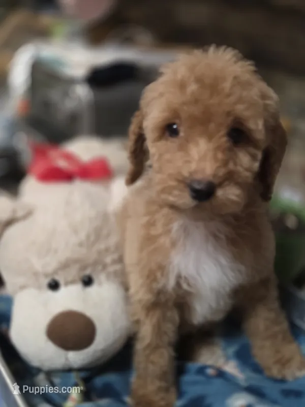 Harley Quinn – Miniature Goldendoodle puppy for sale in Milton, FL