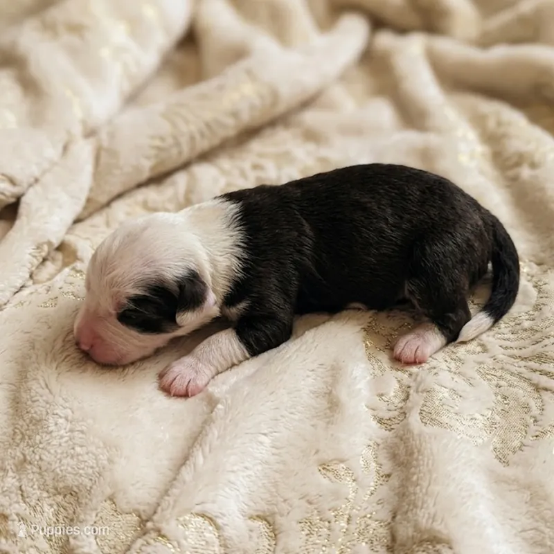 Panda – Bernedoodle, Australian Labradoodle puppy for sale in Milton, FL