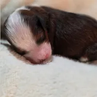 Denver, a  Miniature Bernedoodle for sale in Milton, FL – 3 of 5