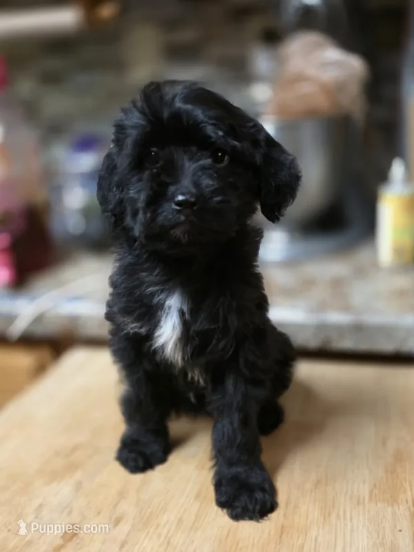 Bruce Wayne – Miniature Goldendoodle puppy for sale in Milton, FL