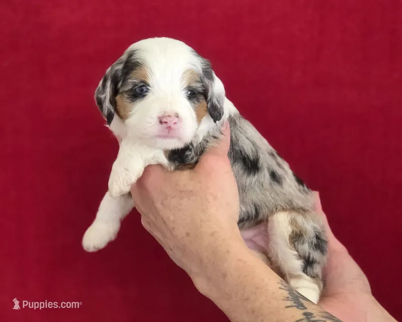Luna – Miniature Bernedoodle puppy for sale in Milton, FL