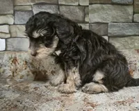 Otter, a male Bernedoodle and Australian Labradoodle for sale in Milton, FL – 4 of 4