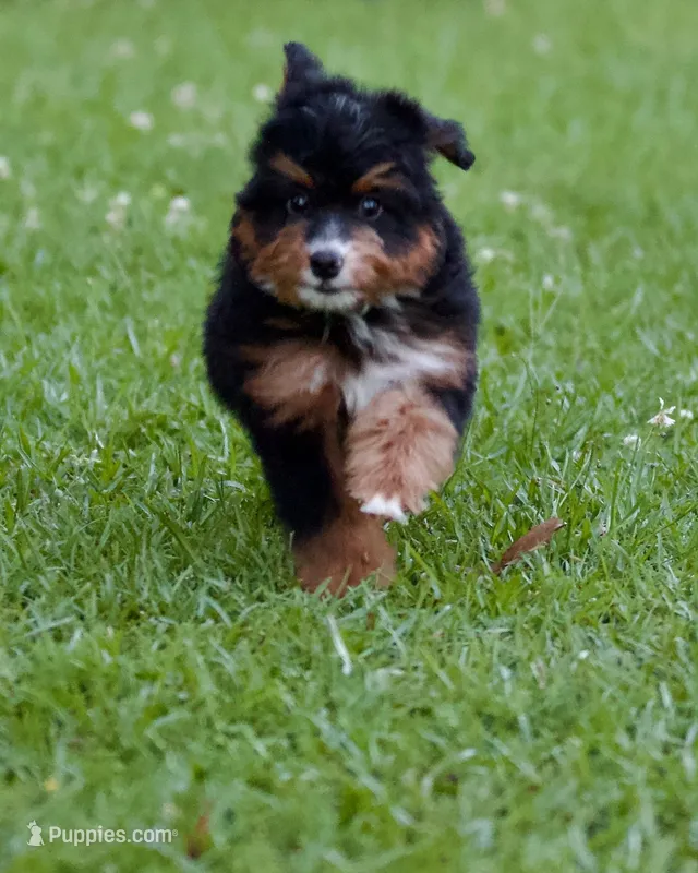 Zulu – Miniature Bernedoodle puppy for sale in Milton, FL