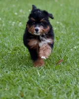 Zulu, a female Miniature Bernedoodle for sale in Milton, FL – 1 of 2