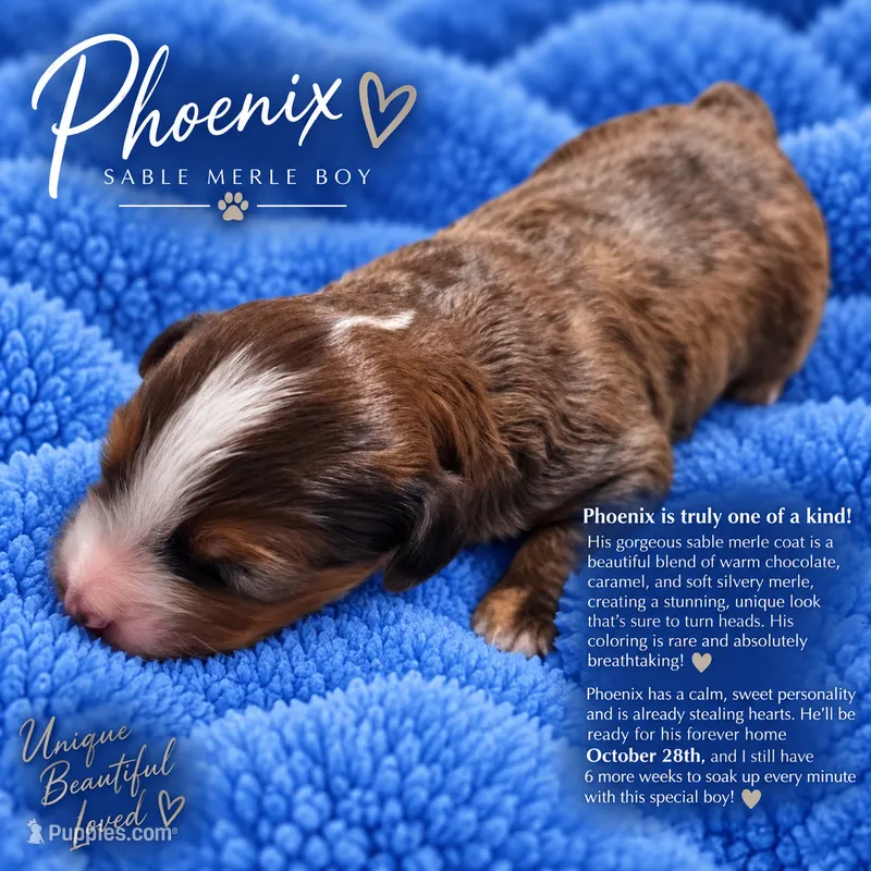 Phoenix – Miniature Bernedoodle puppy for sale in Milton, FL