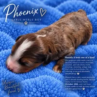 Phoenix, a  Miniature Bernedoodle for sale in Milton, FL – 1 of 5