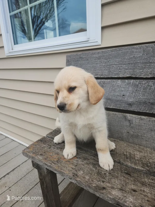 Spunk – Cocker Spaniel, Labrador Retriever puppy for sale in Loysville, PA