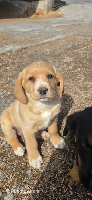 Taffy – Labrador Retriever puppy for sale in Loysville, PA