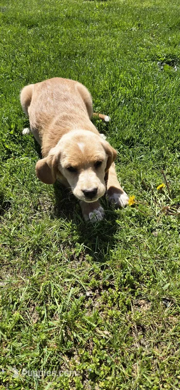 Daisy  – Labrador Retriever puppy for sale in Loysville, PA