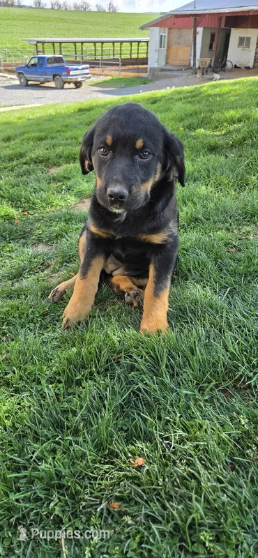 Pansie  – Labrador Retriever puppy for sale in Loysville, PA