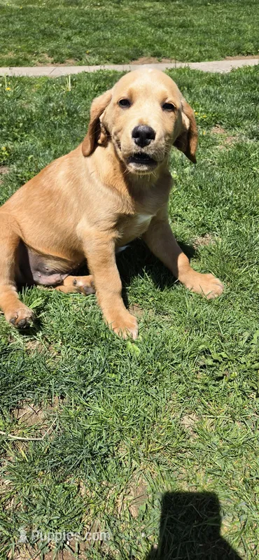 Frisky – Labrador Retriever puppy for sale in Loysville, PA