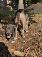 Venom Girl , a female American Bully for sale in Bronx, NY – 4 of 5